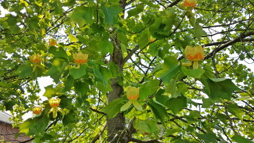 Liriodendron tulipifera - Amerikanischer Tulpenbaum