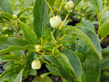 Actinidia arguta Issa kiwi selbstbefruchtend
