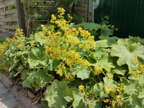 Alchemilla mollis - Frauenmantel