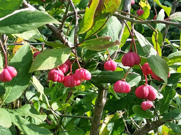 Euonymus europaeus Pfaffenhütchen Spindelstrauch