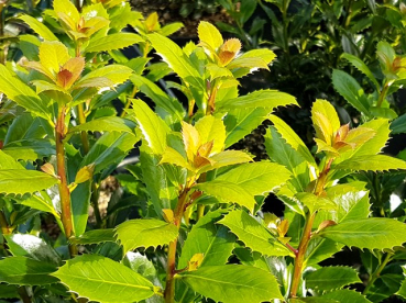 Stechpalme Heckenpracht -S- - Ilex meserveae Heckenpracht -S-