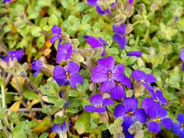 Aubrieta Hybride "Blaumeise" - (Blaukissen),