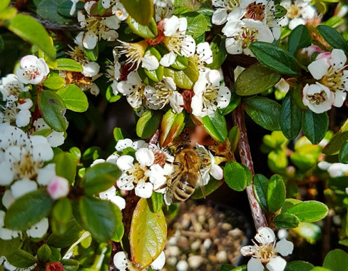 Cotoneaster dammeri radicans - Teppichzwergmispel