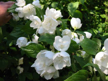 gefüllte blüten Gartenjasmin Schneesturm Philadelphus