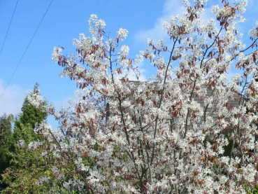 Blüte Amelanchier lamarckii Kupfer Felsenbirne