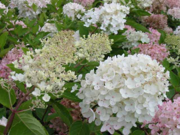 weiße blüte Hydrangea paniculata Grandiflora Rispenhortensie