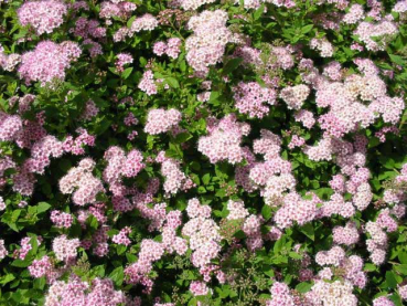 Spiraea japonica Little Princess Rosa Zwergspiere