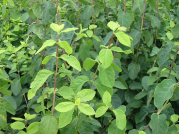 Lonicera xylosteum - (Heckenkirsche),