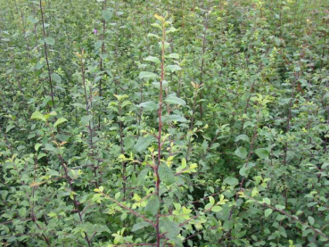 Prunus spinosa - (Schlehe),