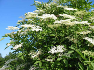 Sambucus nigra - (Schwarze Holunder),