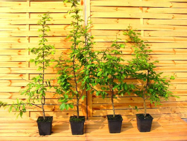 Carpinus betulus - (Weißbuche oder Hainbuche),               Topf 1,5 Liter                 60-90 cm