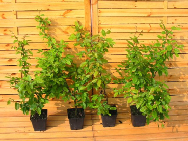 Carpinus betulus - (Weißbuche oder Hainbuche),               Topf 1,5 Liter                  40-60 cm