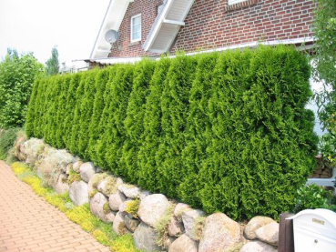 Thuja occidentalis "Smaragd" - (Lebensbaum Smaragd),