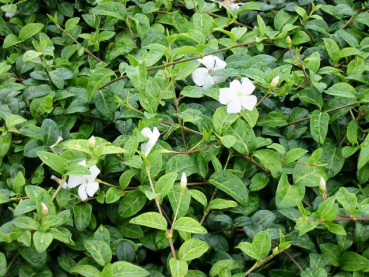 Vinca minor alba - Weißes Immergrün