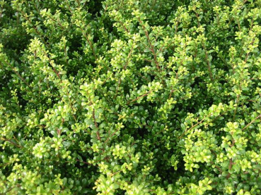 Ilex crenata Glorie Gem  Berg-Ilex Glorie Gem