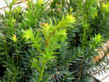 Taxus cuspidata Lescow - Eibe Lescow