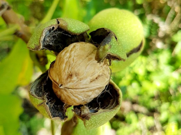 Juglans regia Echte Walnuss