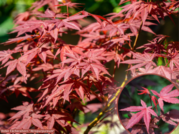 Roter Fächerahorn Atropurpureum -  Acer palmatum Atropurpureum