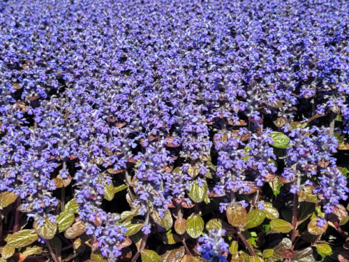 Ajuga reptans Elmblut - Rotblättriger Günsel Elmblut