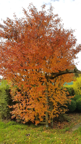 blatt Amelanchier lamarckii Kupfer Felsenbirne