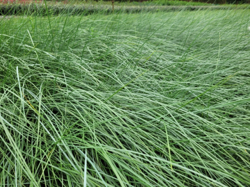 Ammophila arenaria - Strandhafer