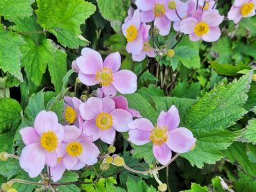 Anemone hupehensis September Charme Herbst-Anemone