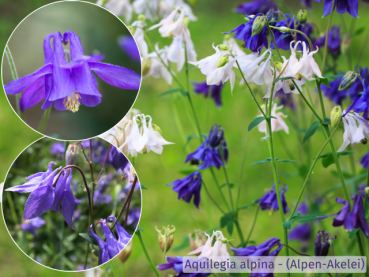 Staude Aquilegia alpina Alpen-Akelei