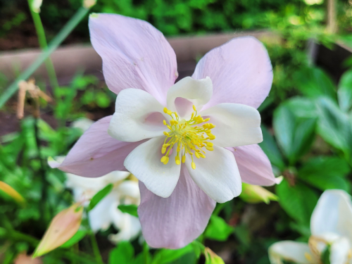 Langspornige Akelei McKana - Aquilegia caerulea McKana