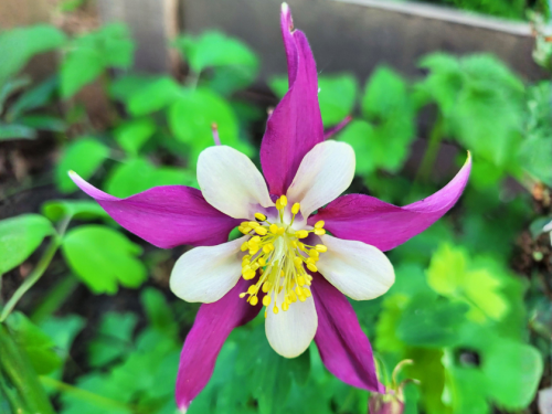 Langspornige Akelei McKana - Aquilegia caerulea McKana