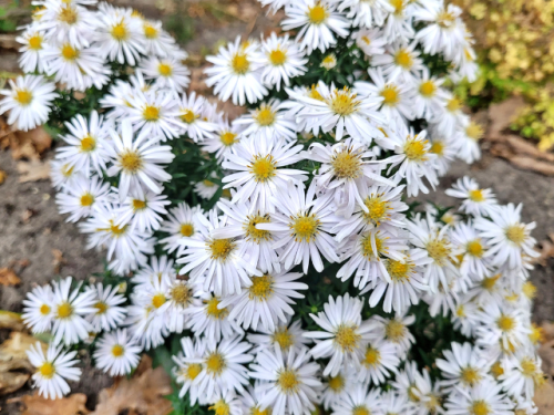 Aster dumosus 'Apollo' - Kissen-Aster Apollo'