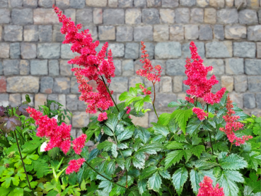 Astilbe Arendsii-Hybride rot Prachtspiere