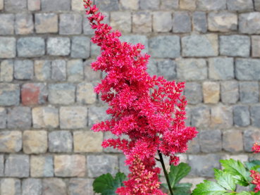 Astilbe Arendsii-Hybride rot Prachtspiere