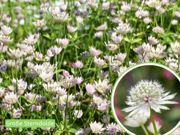 Astrantia major - Sterndolde
