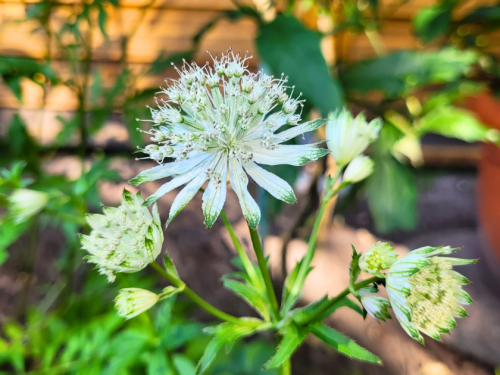 Astrantia major Alba- Sterndolde
