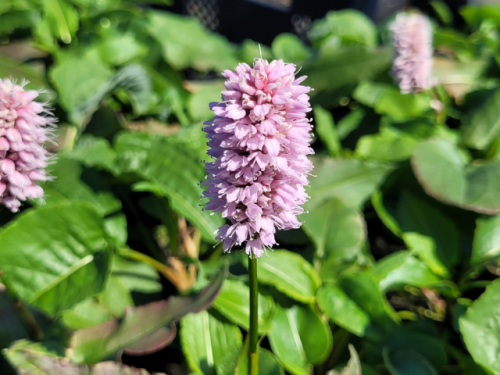 Bistorta (syn. Persicaria) affinis 'Superbum' - Schlangenknöterich
