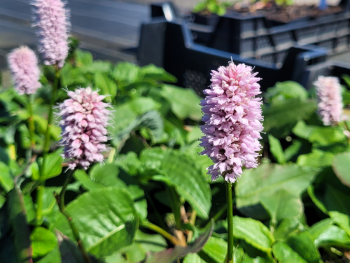 Bistorta (syn. Persicaria) affinis 'Superbum' - Schlangenknöterich
