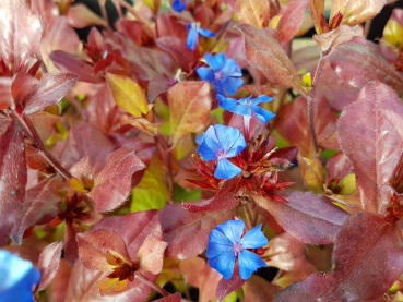 Ceratostigma plumbaginoides Bleiwurz bodendecke stauden blau