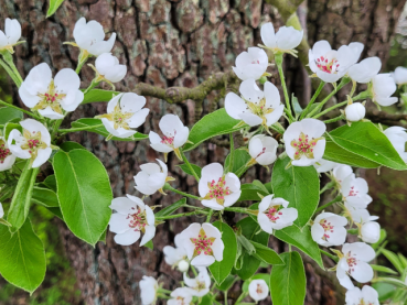 Blüte Birne Pyrus Köstliche von Charneux
