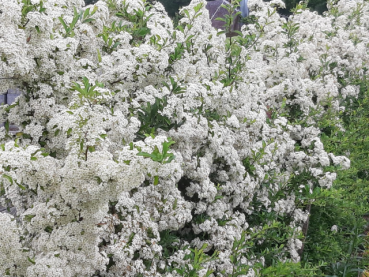 Pyracantha "Orange Glow" - (Feuerdorn Orange Glow),