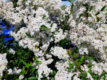 Pyracantha "Orange Charmer" - (Feuerdorn Orange Charmer),