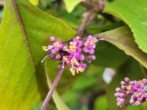 Callicarpa bodinieri Profusion Bluete