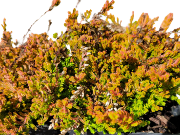 Calluna vulgaris "Boskoop" - (Besenheide "Boskoop"),