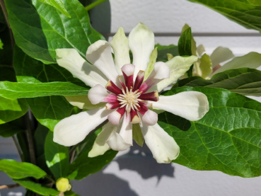 Calycanthus Venus - Gewürzstrauch Venus