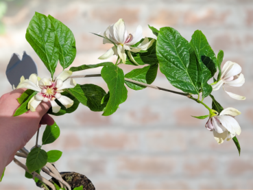Calycanthus Venus - Gewürzstrauch Venus