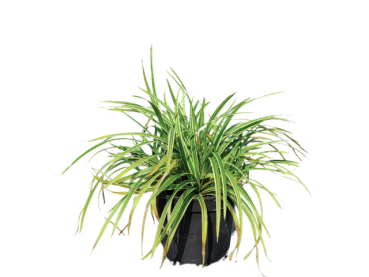 Carex folioissima "Icedance" - (Teppich-Japan-Segge Icedance),             Topf 3 Liter