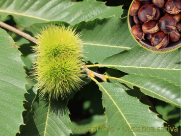 Castanea sativa Esskastanie