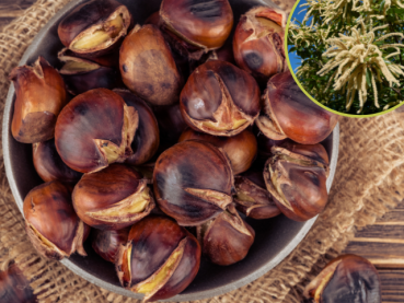 Castanea sativa Esskastanie