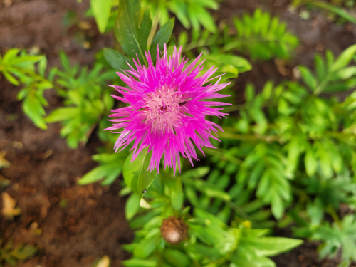 Kaukasus-Flockenblume - Centaurea dealbata