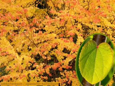 Lebkuchenbaum - Cercidiphyllum japonicum