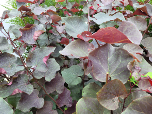 Cercis canadensis 'Merlot' - (Kanadischer Judasbaum 'Merlot'),